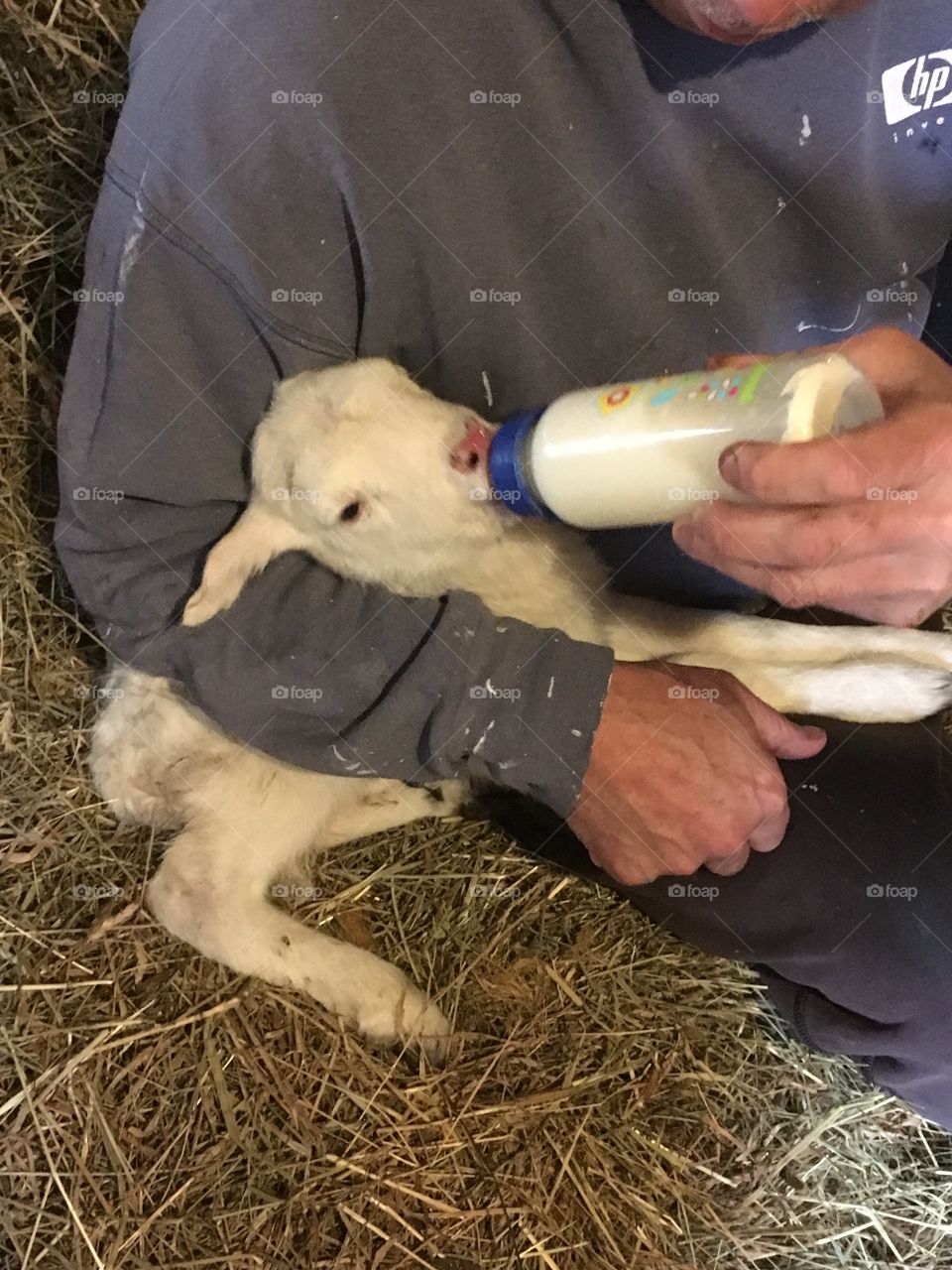 Baby sheep feeding 