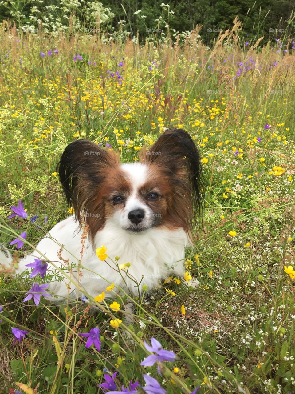 Lisa the papillon in the flower field