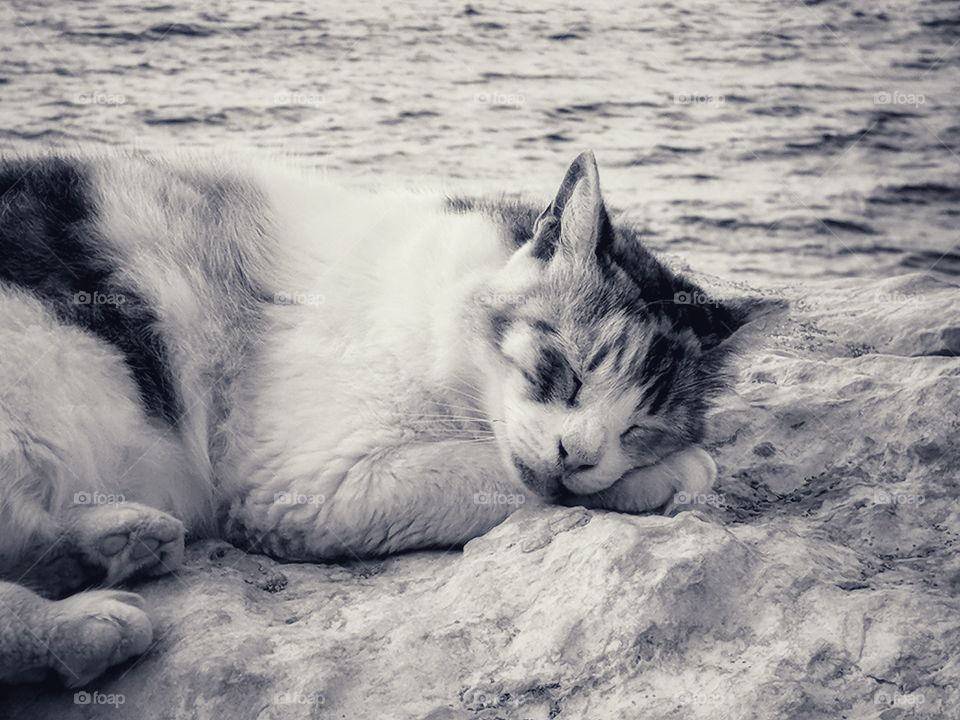 Street cat enjoying a nap on the warm rocks of Haifa beach