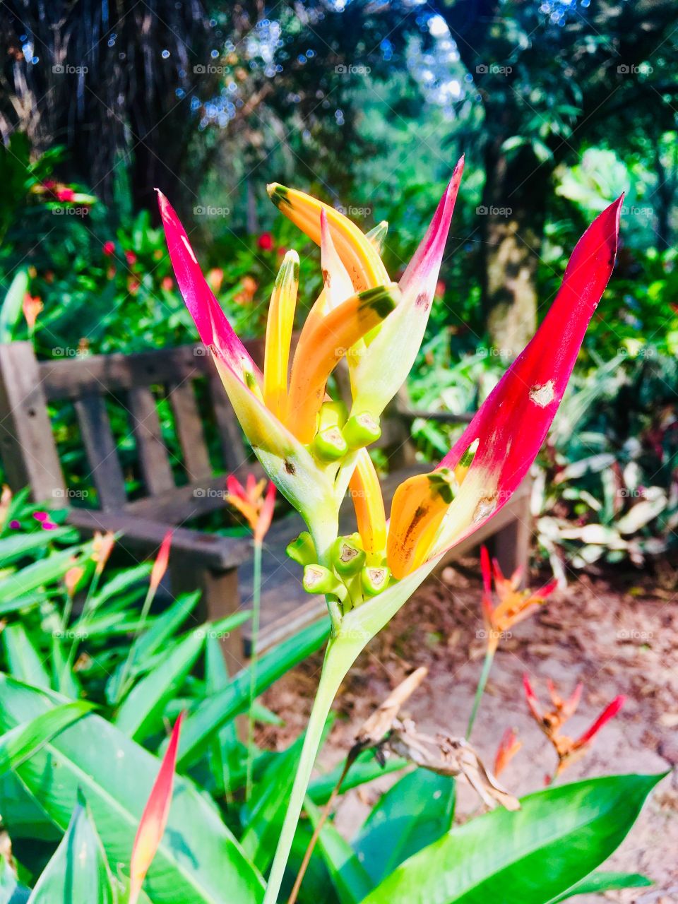 Flores maravilhosas de um país tropical - cultivadas com muito carinho, mostrando-nos sua beleza. 