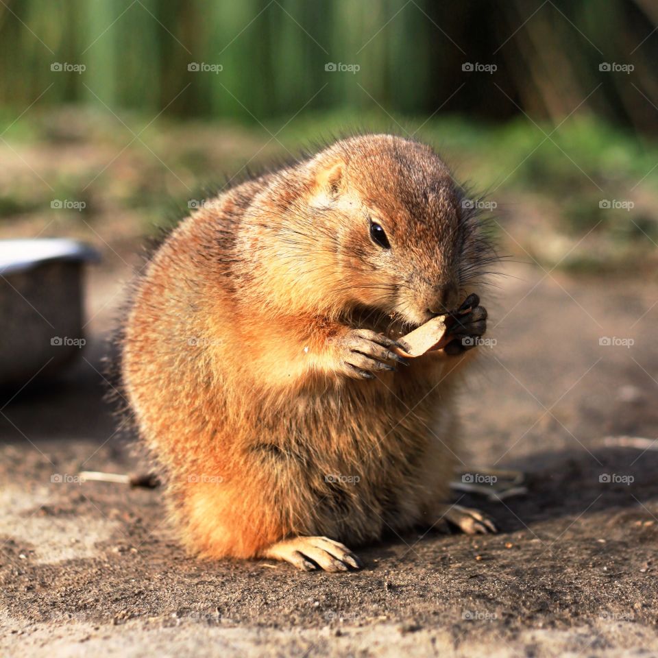 Gopher