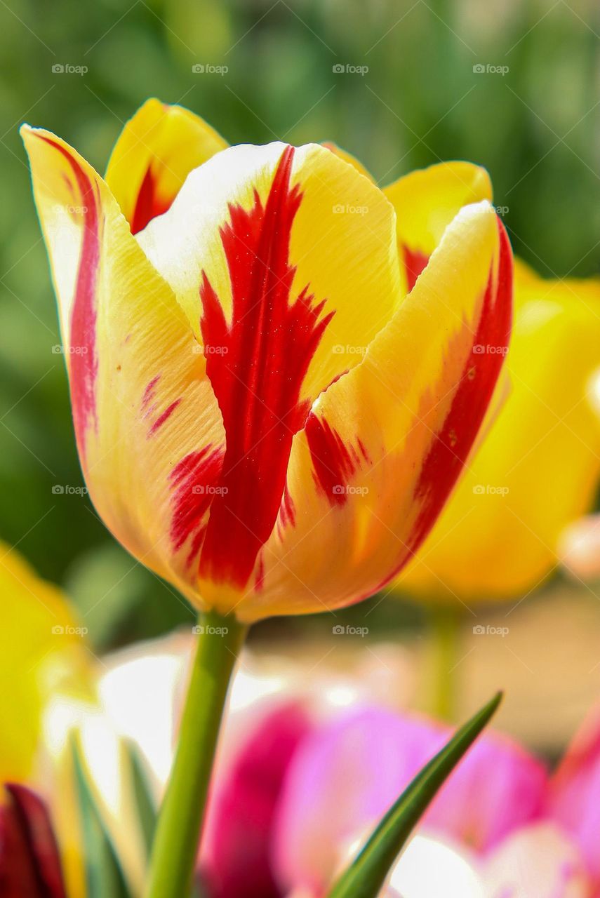 Tulpe / Tulip 