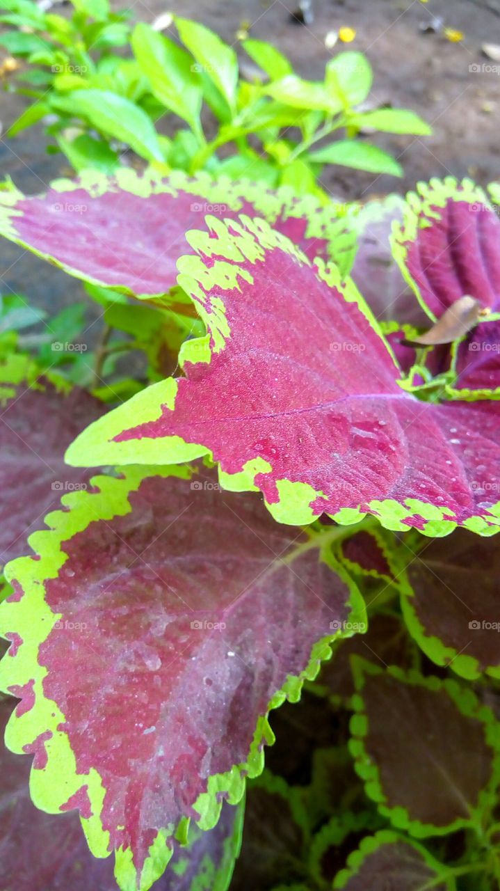 Color full leaf