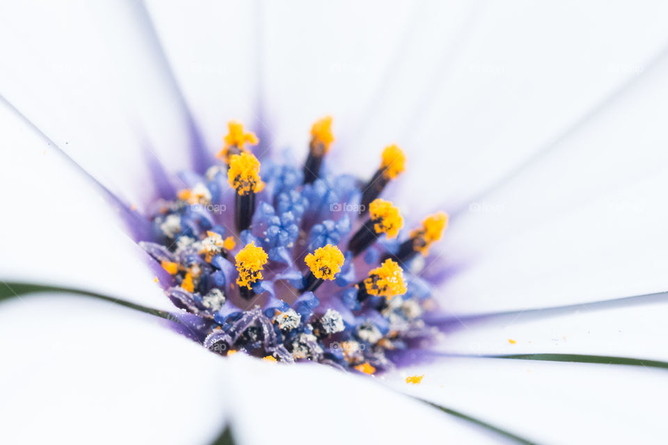 Macro photography,  white and blue flower , pollen