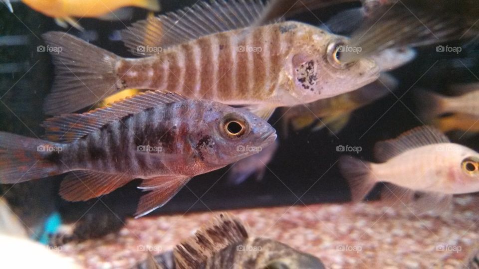 Cichlids