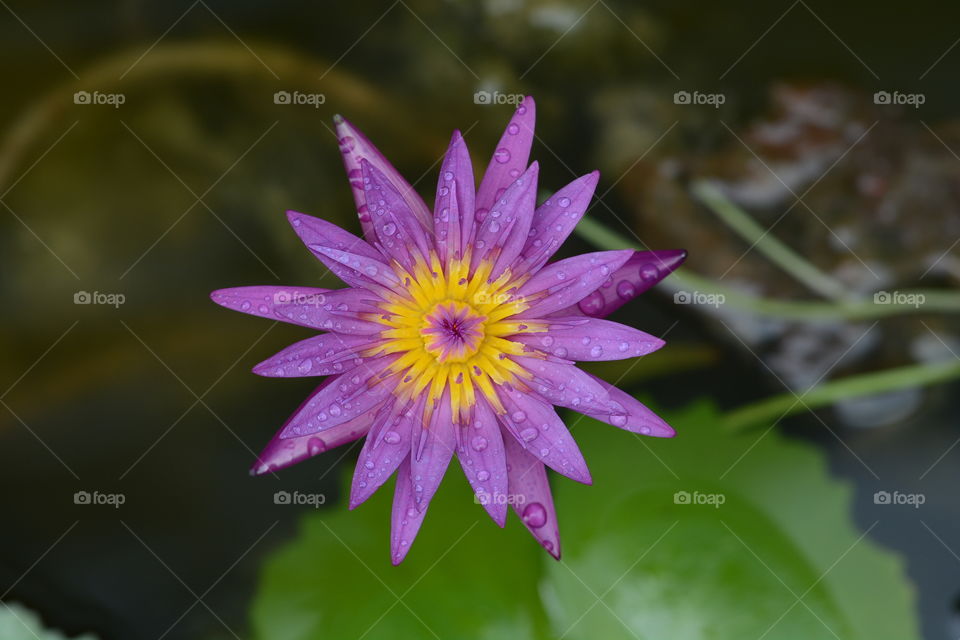 Close up purple lotus flower at a park 