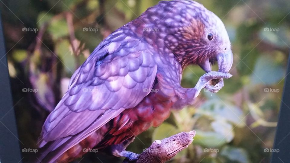 Purple Wild Bird