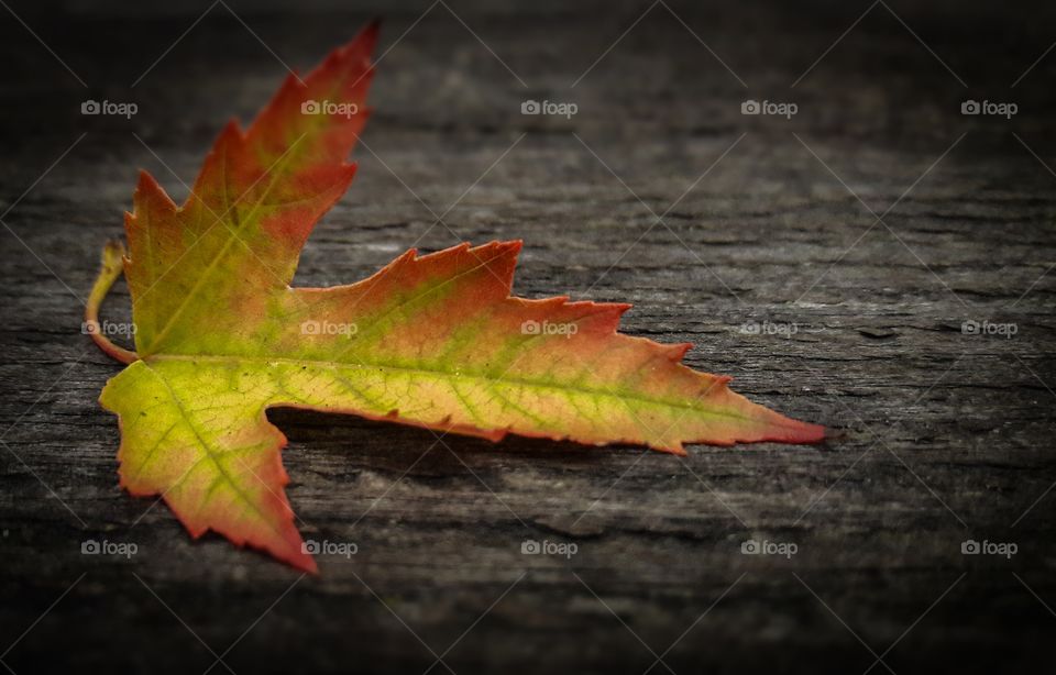 First signs of autumn. As summer comes to an end, Mother Nature begins to put on a colorful show.