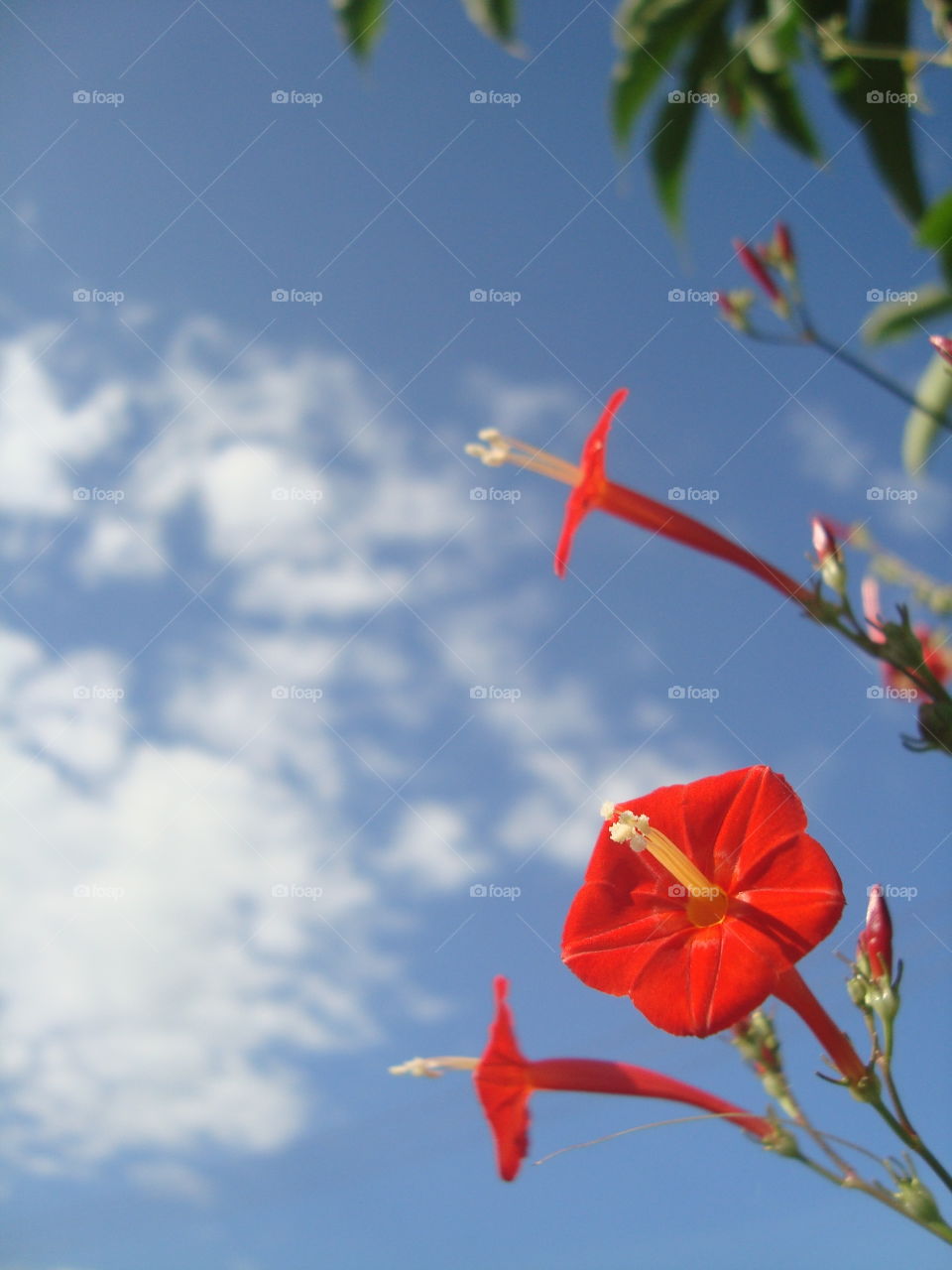 Beautiful red flower with a background sky.
