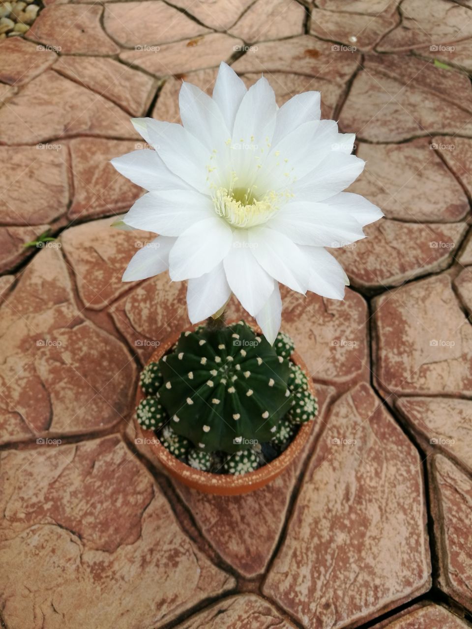 Cactus plant with beautiful white flower on brown flagstone background.