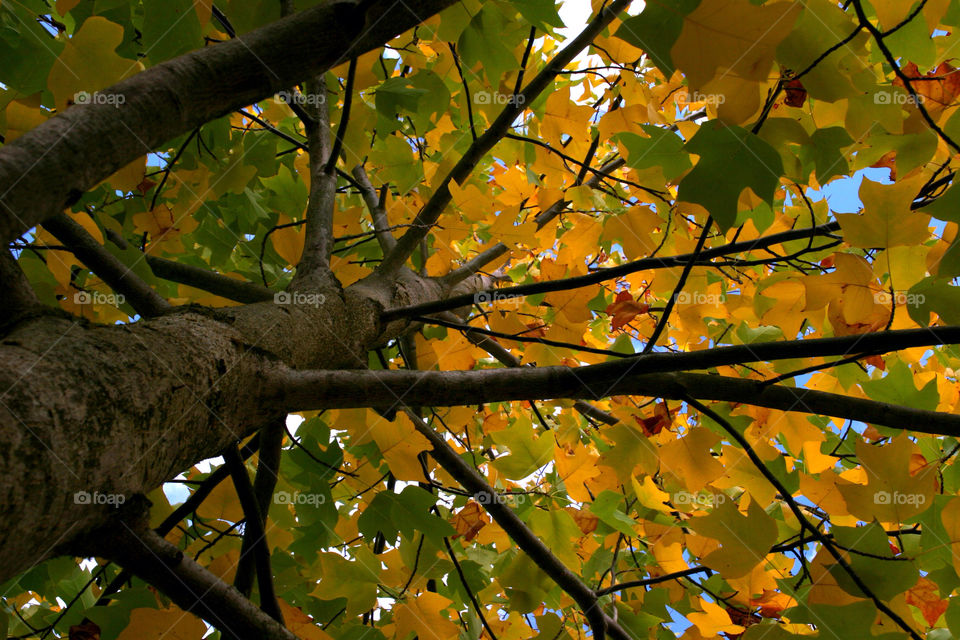 green yellow tree leaves by kshapley