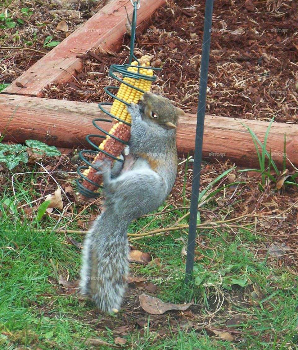 squirrel . back yard