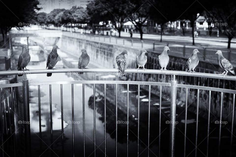 Pigeons on the flying deck