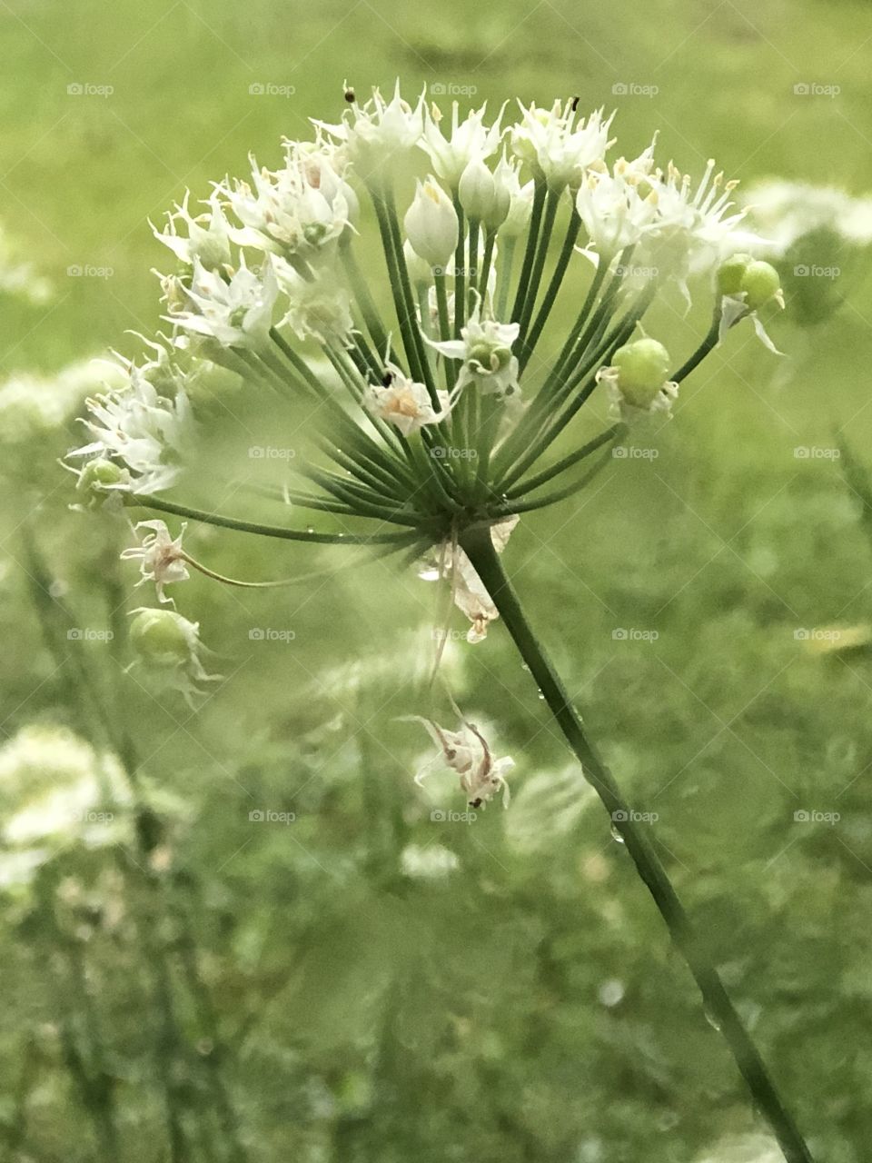 Lovely flowers, pretty day