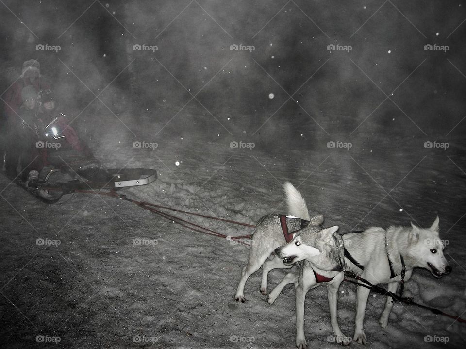 Family dog sledding in snow at night