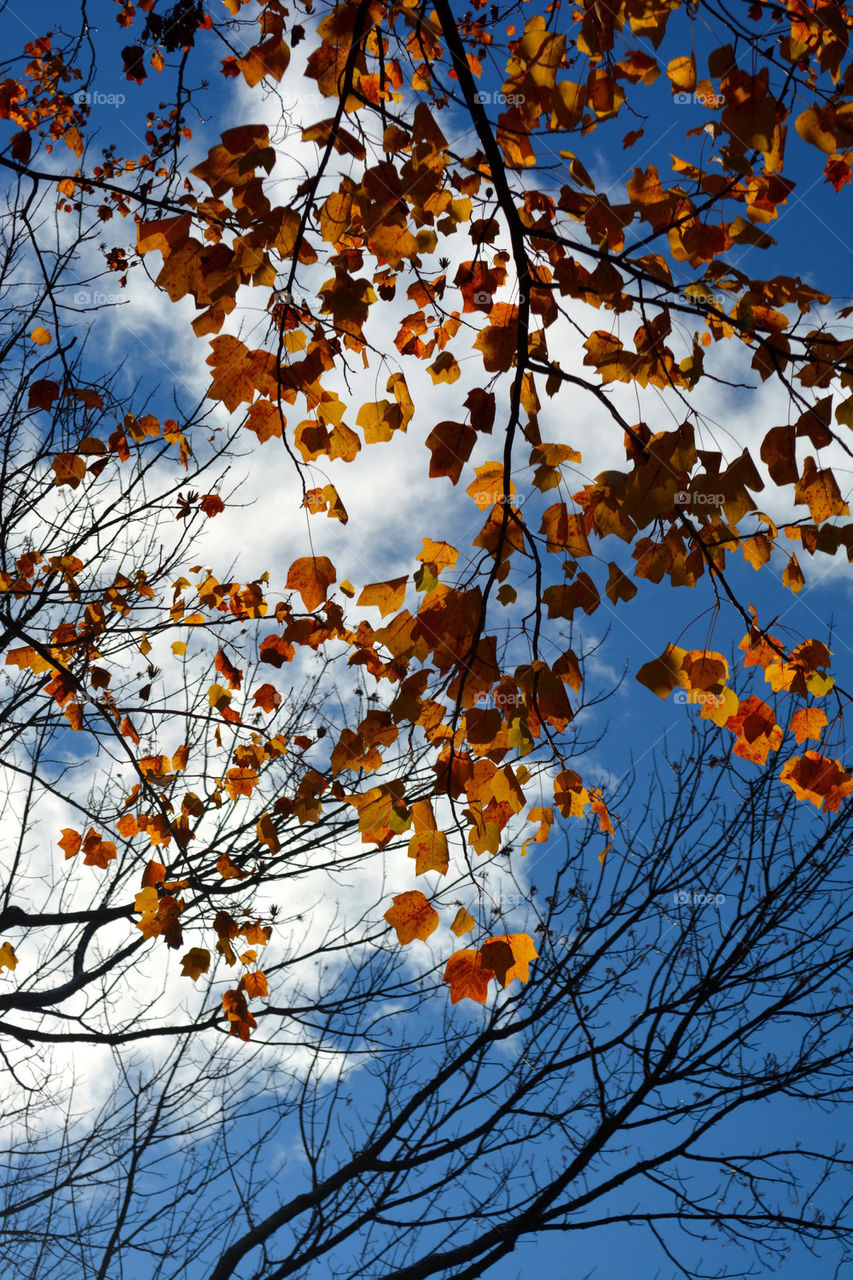 Autumn tree