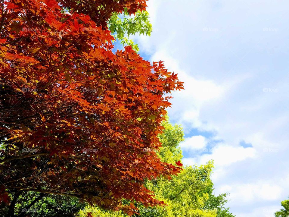 Leaf, Fall, No Person, Tree, Nature