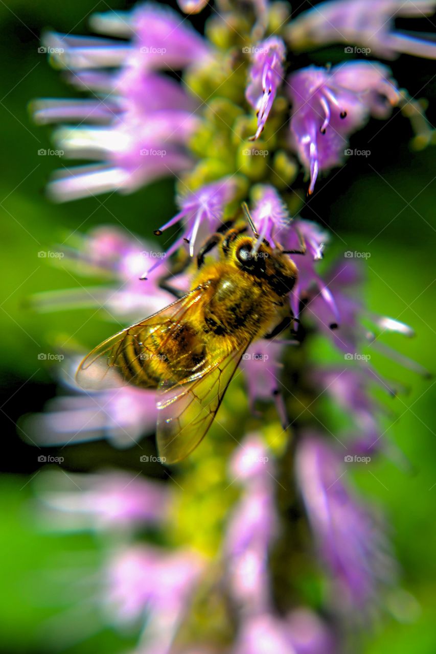 Bee over flower