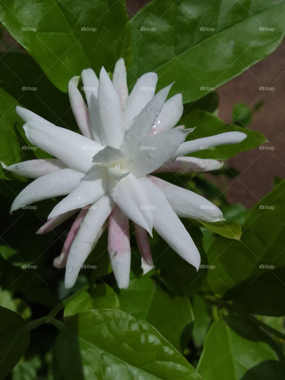 Indian Jasmine