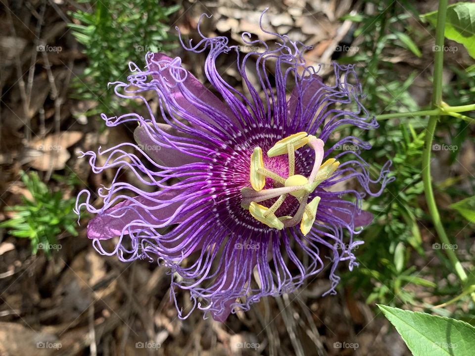 Purple Passion Flower. For butterfly gardeners there is the additional hopeful bonus of watching scores of spiky bright orange Gulf Fritillary and Variegated Fritillary caterpillars munch the plants on their way to becoming butterflies