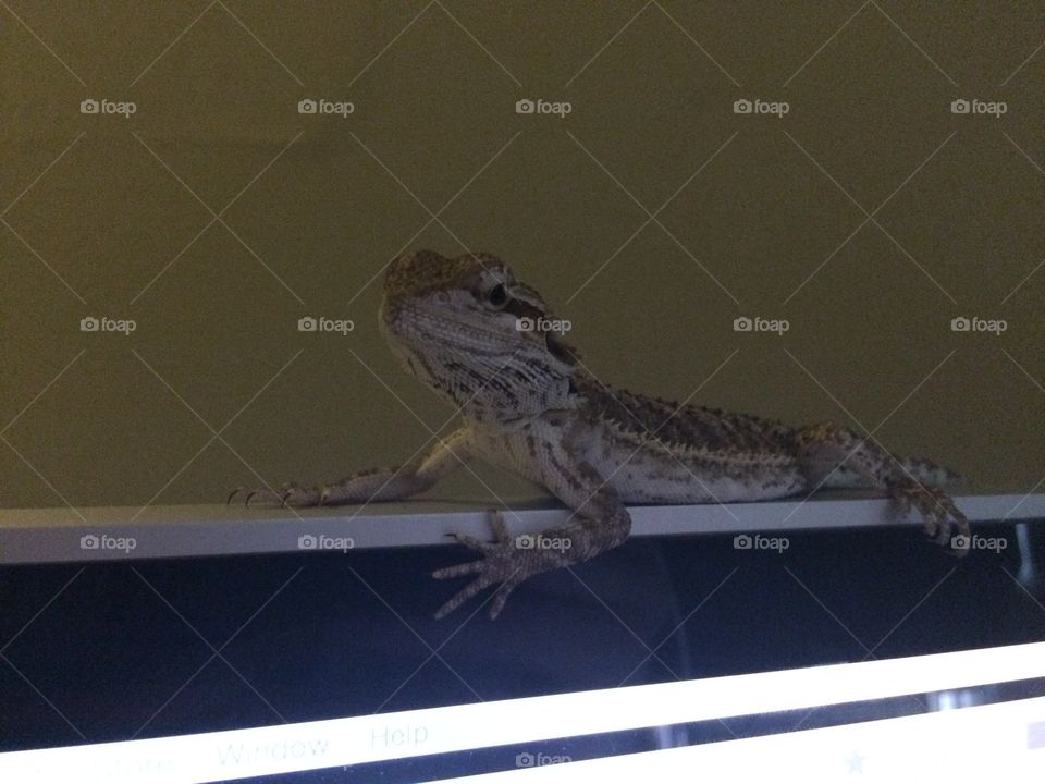 Smaug Interrupting Work. Smaug the Terrible, Chiefest and Greatest of Calamities (our bearded dragon) hanging out on top of the computer