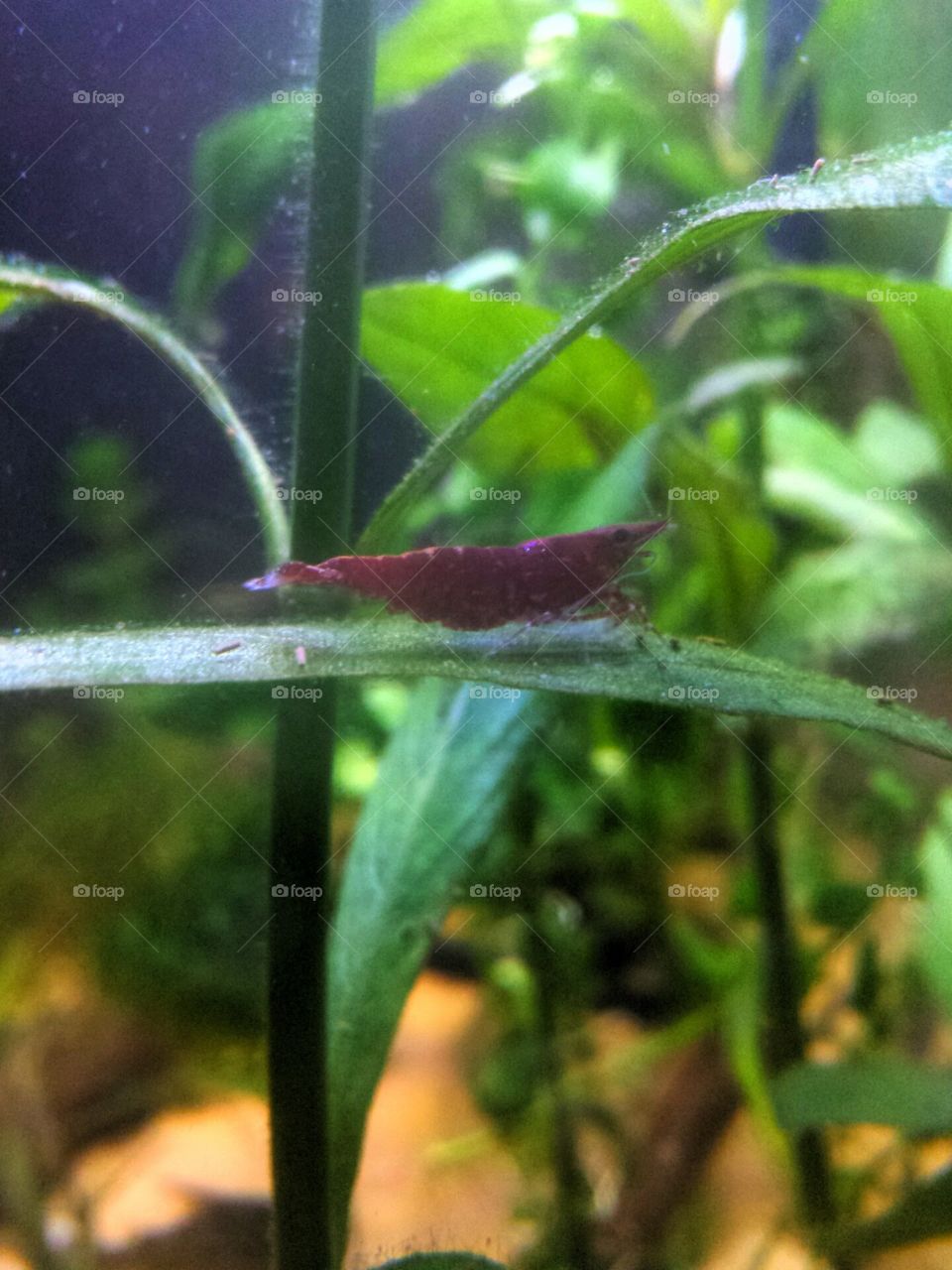 maroon shrimp