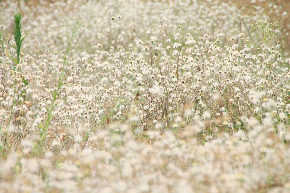 Grass flowering fields showing beautiful in spring. Flowers and flora.