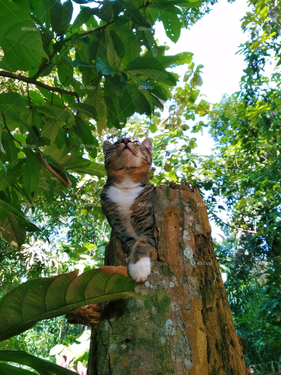 Gato gatinho fofo na árvore natureza