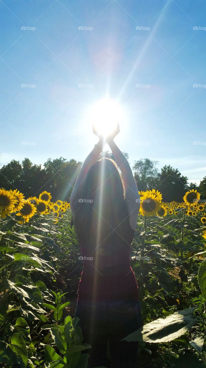 Capturing the Sun and Sunflowers