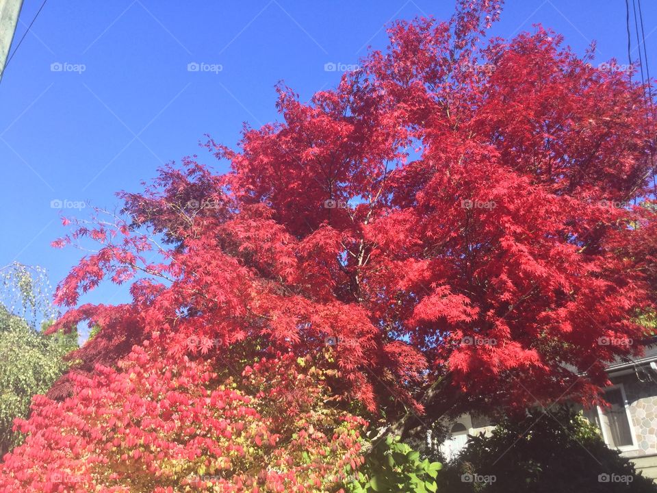 Beautiful Red Maple Tree in the Autumn 