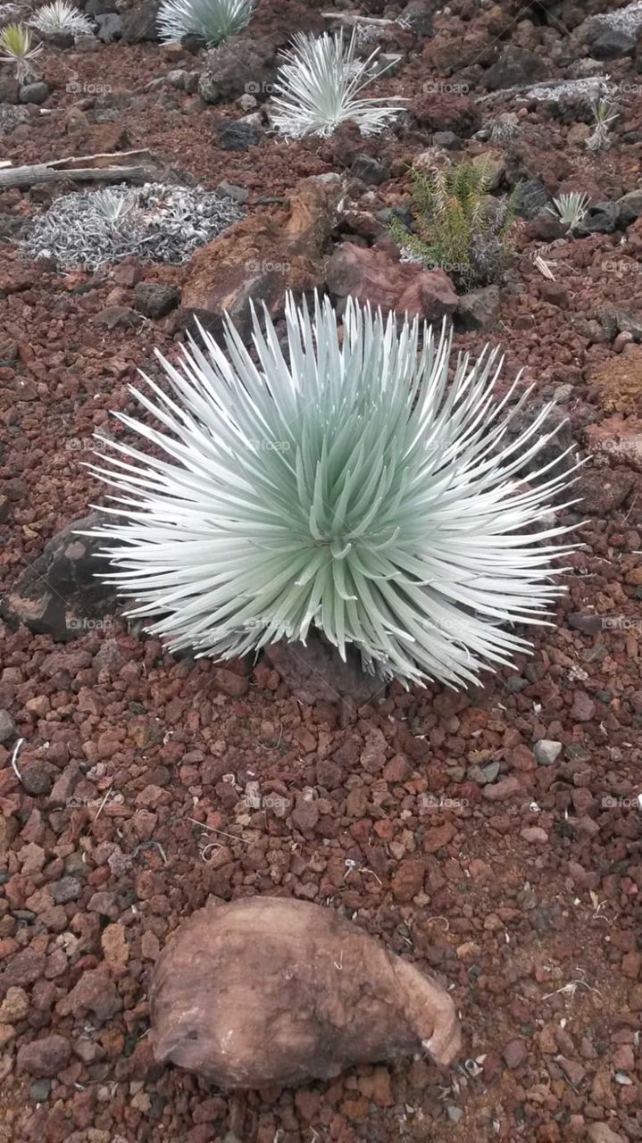 Hawaiian volcano plant