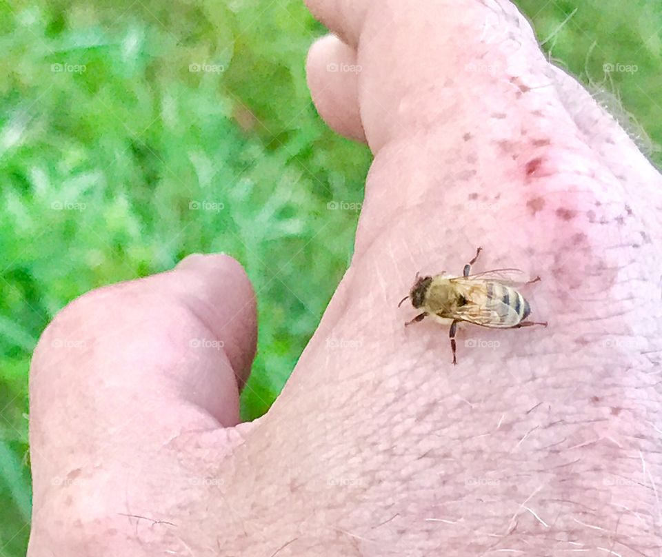 Honeybee on my hand