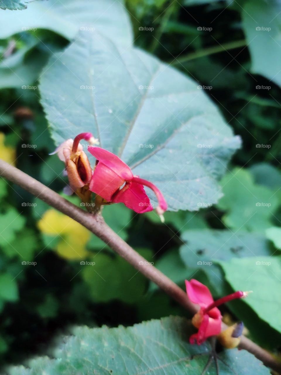 Beautiful Flowers Portrait of Plant #Foap #NaturalPicture