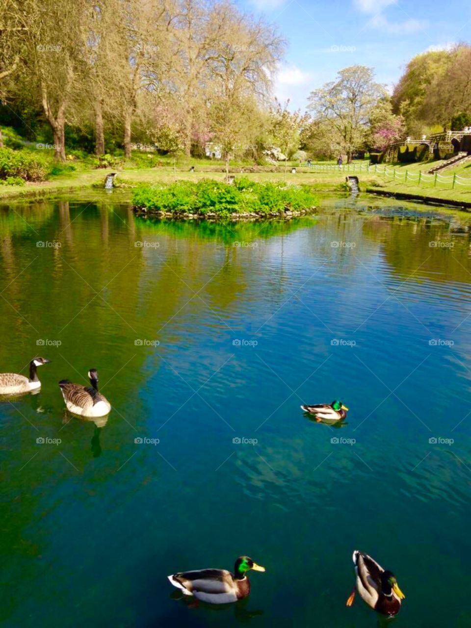 Ducks on the lake 💕