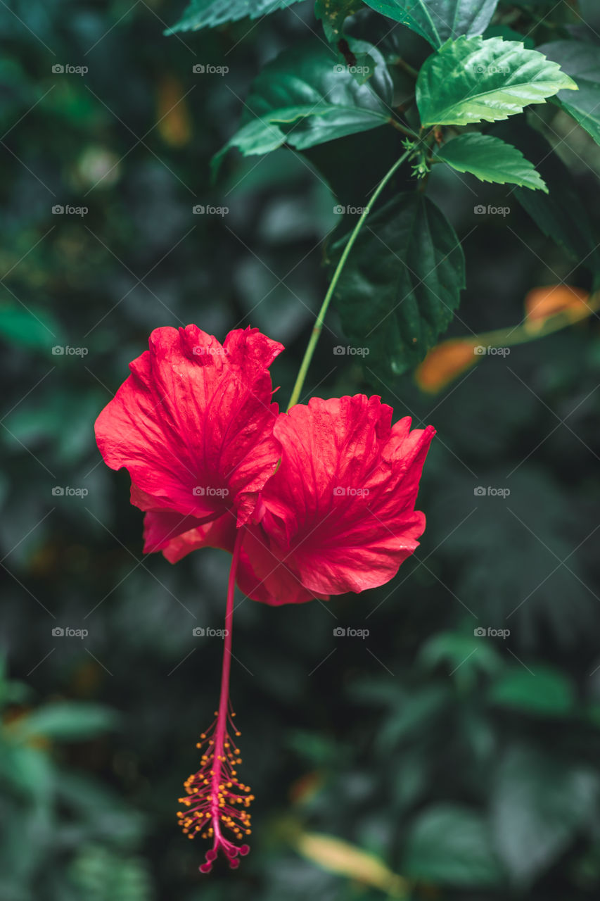 Red Flower