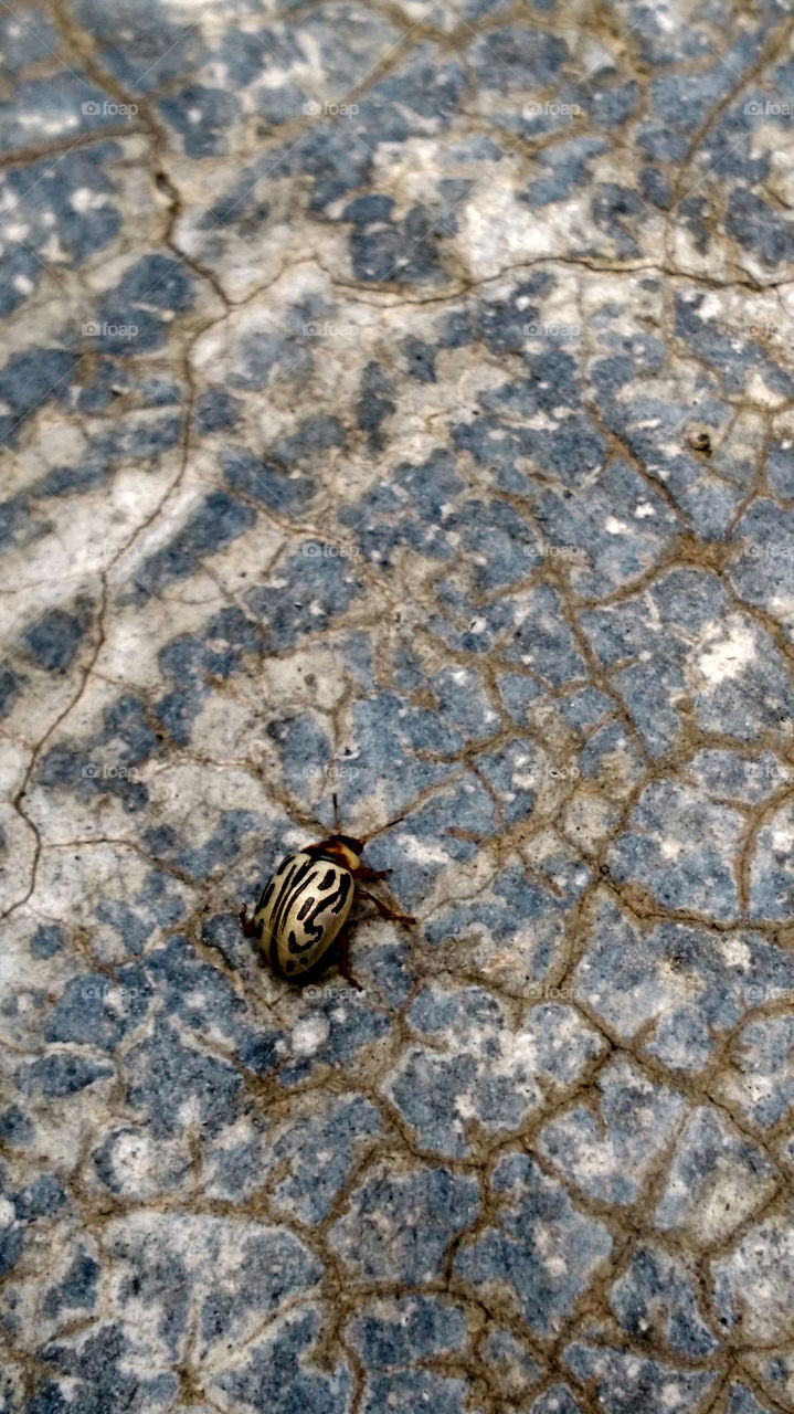 Bug crawling through a creaky concrete floor