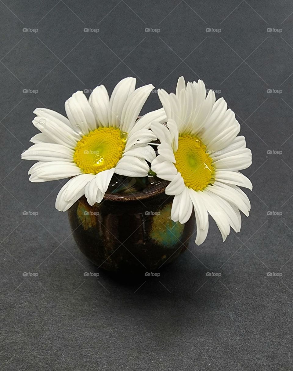 Small Daisy in Vase