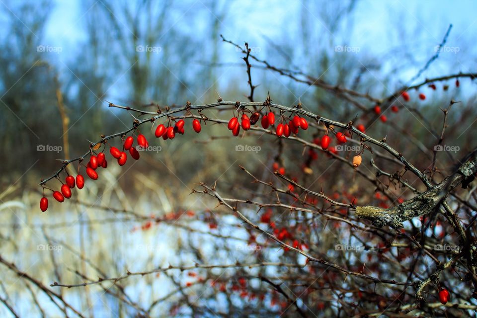 Branch of bush with a red berries on the snow