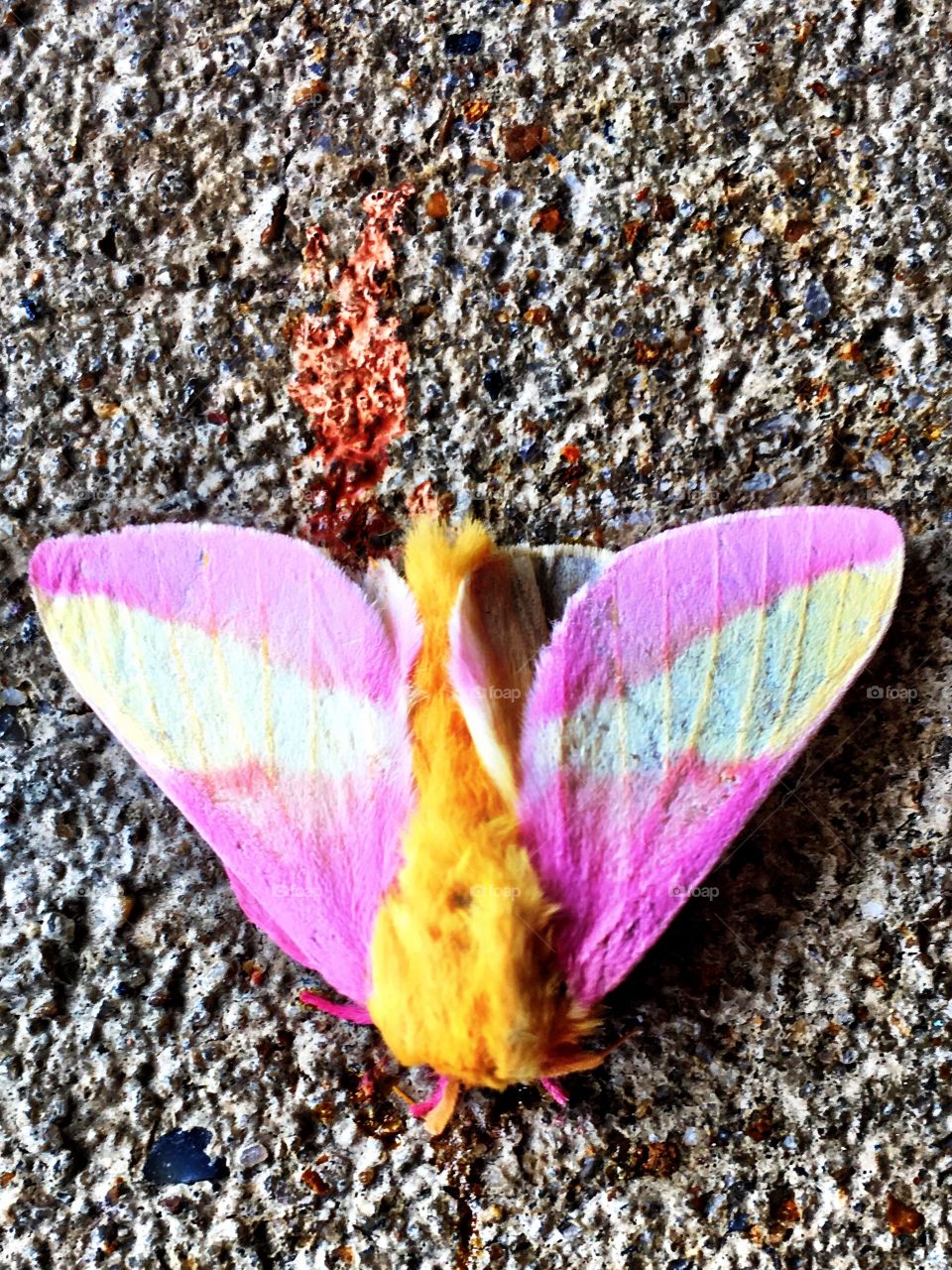 Strange moth 