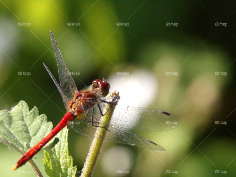 Libelle in der Natur