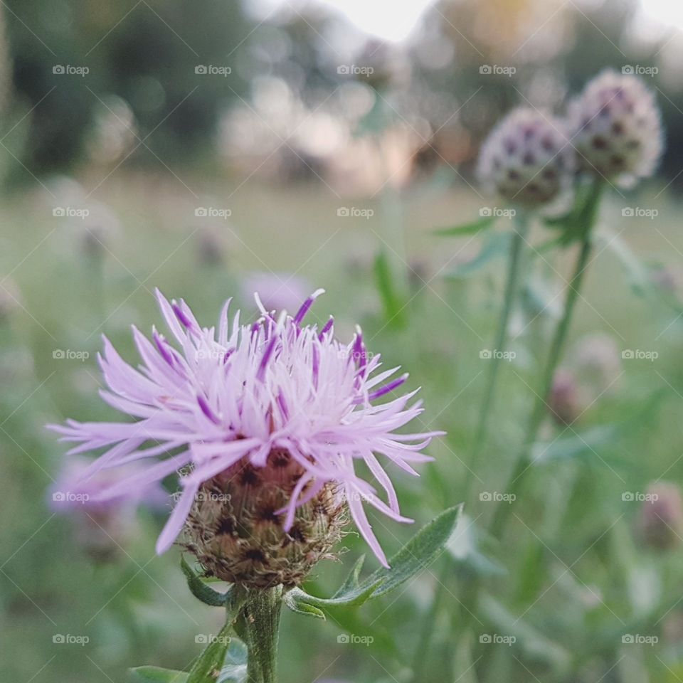 Violet wild field flower