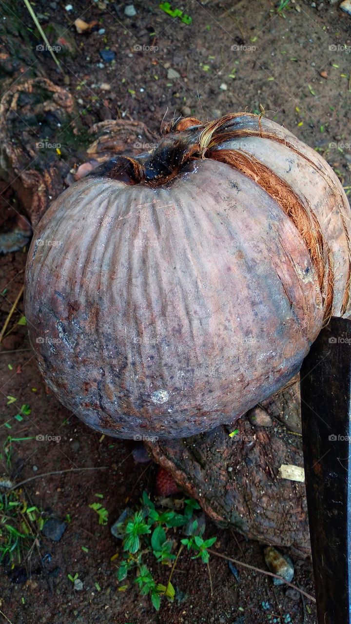 Peeled coconut for cooking purposes