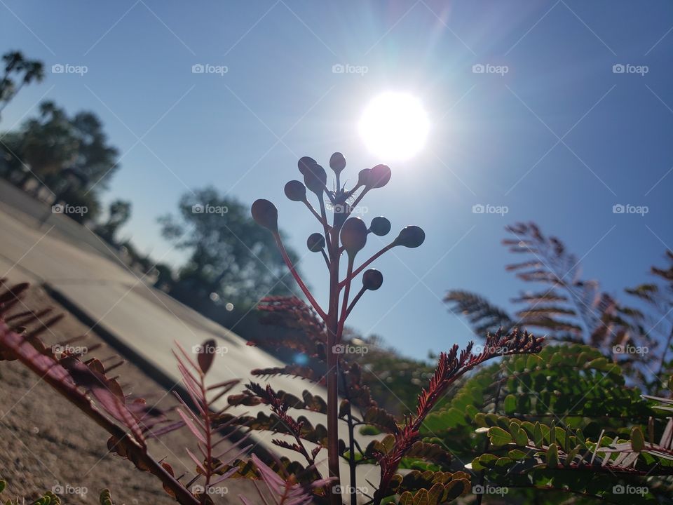 berries in the sun