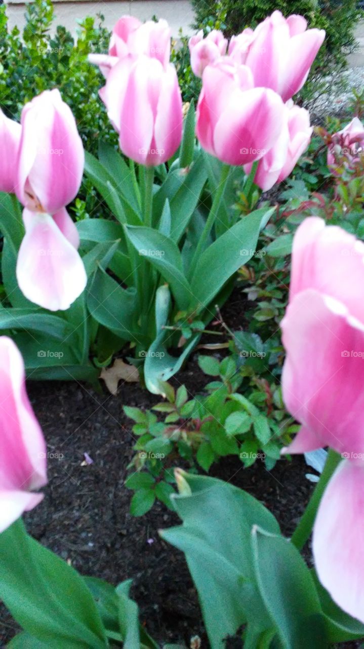 spring. flowers. beauty