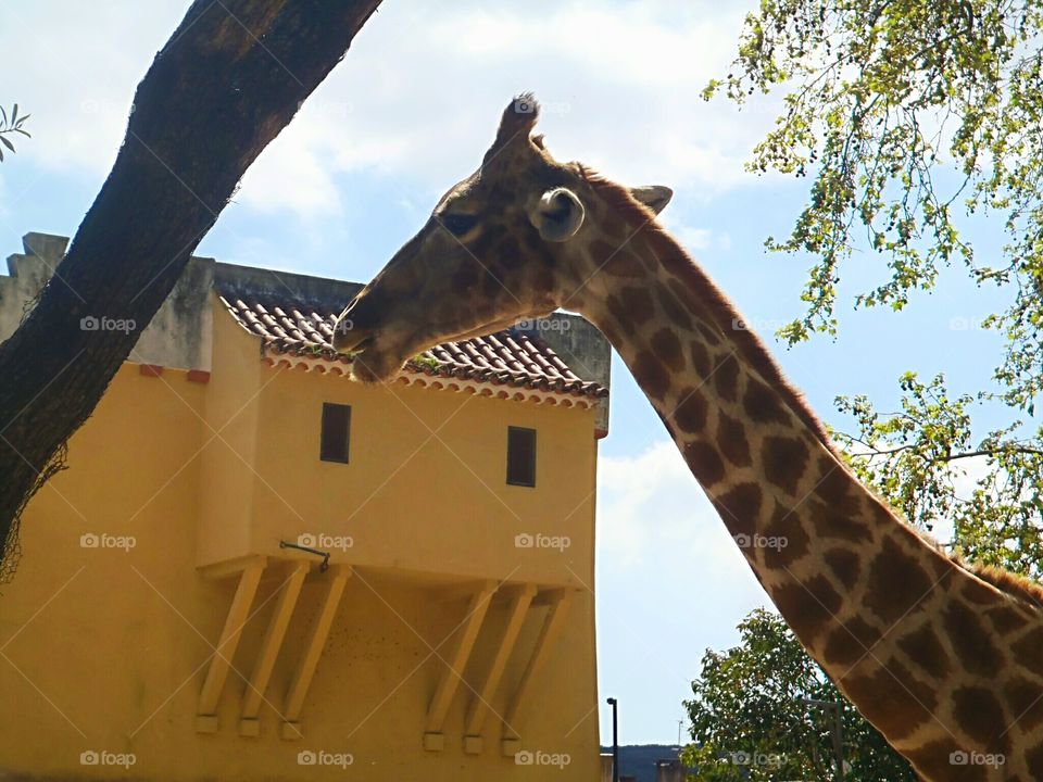 The giraffe's head