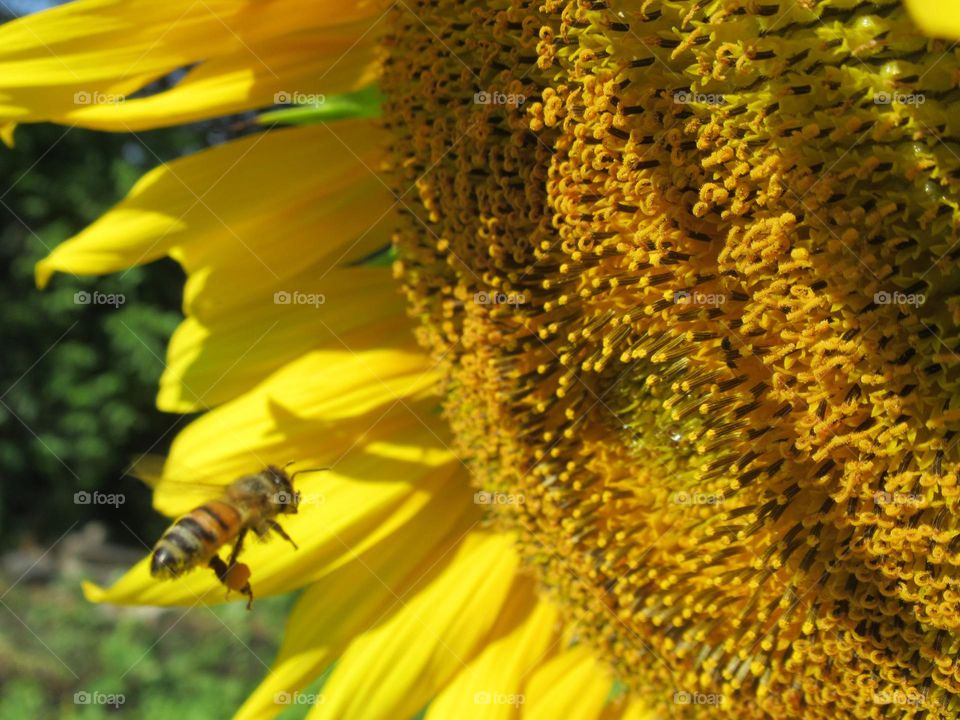 a bee flies to collect nectar from a sunflower, summer, July, heat