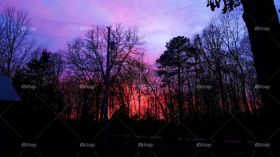 Multicolored Sunset Through the Trees