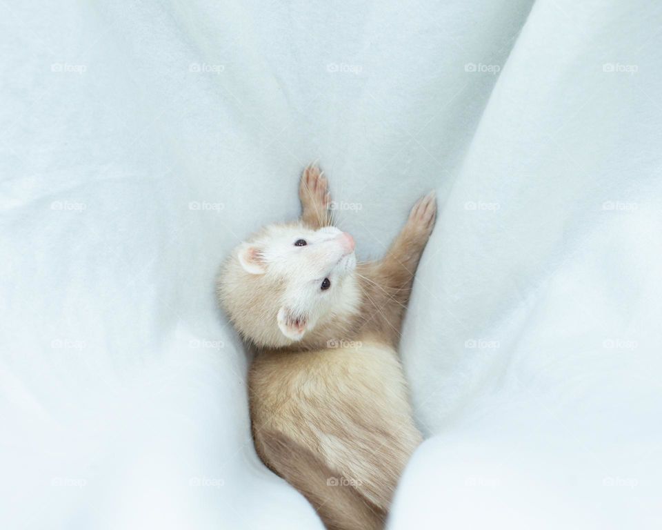 Cute, Playful ferret in a plush sheet