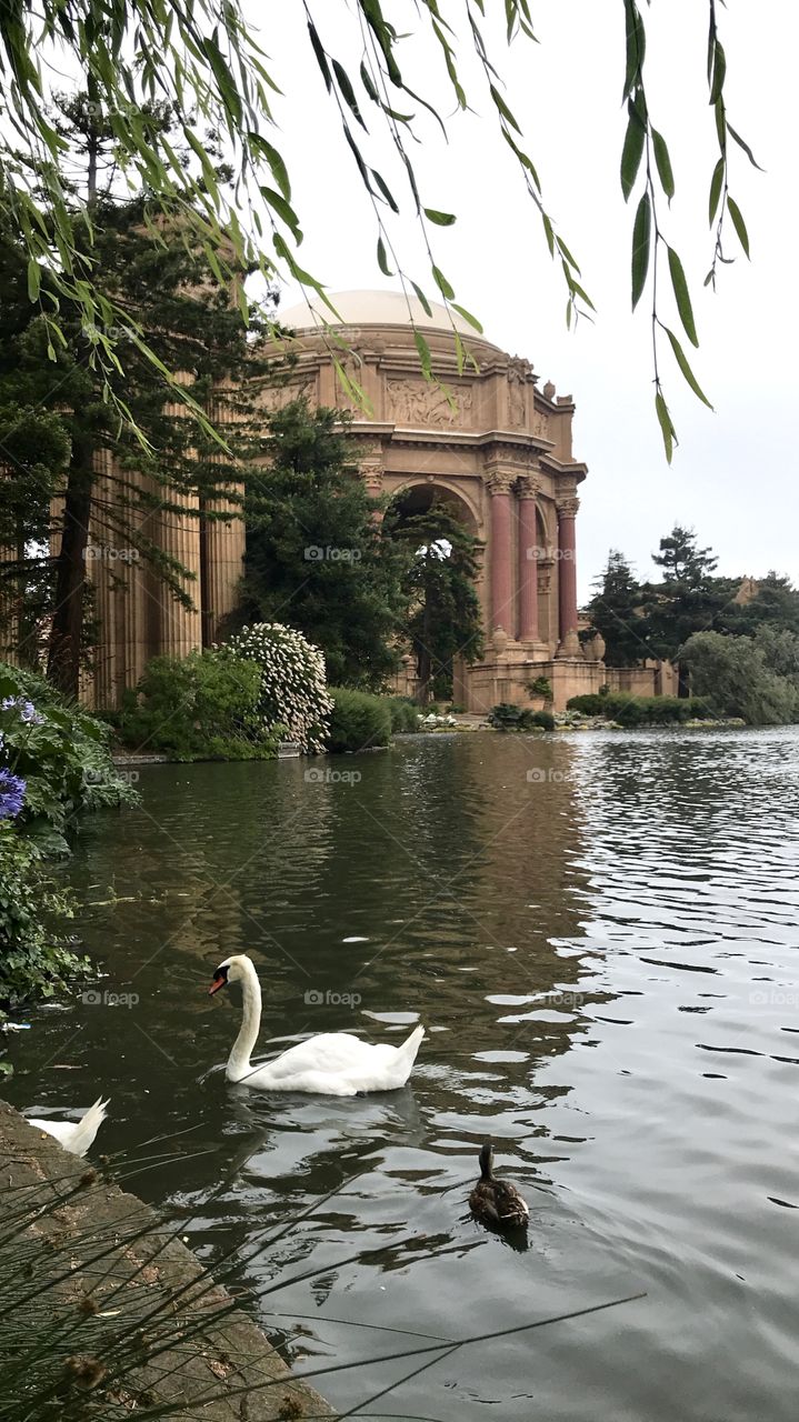 Swan in the Palace of fine arts lake