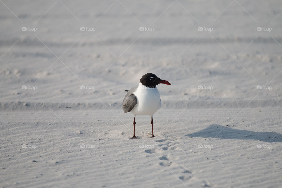 Bird, Wildlife, Winter, Snow, No Person